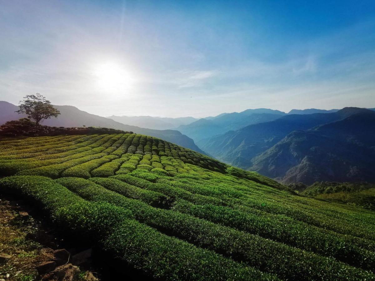 high altitude tea plantation